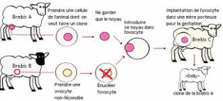 Génétique - Manipulateurs du vivant
