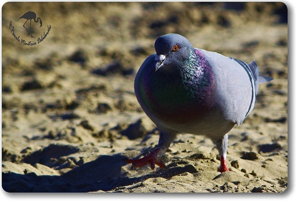 Pigeon Biset...