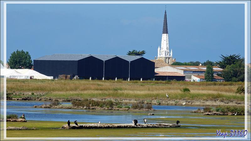 Ars-en-Ré : son clocher, ses marais, ses cormorans, ses nidifications de sternes pierregarins - Ile de Ré - 17