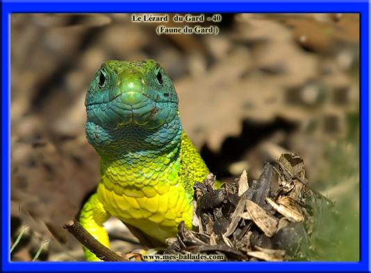 ╰⊱♥⊱╮ღ꧁   Département  30   ꧂ღ╭⊱♥≺