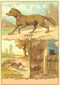 Loups de Sibérie (Canis lupus albus)
