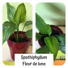 Les plantes en classe 