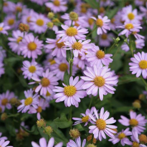 Fleurs cultivées : Kalimeris