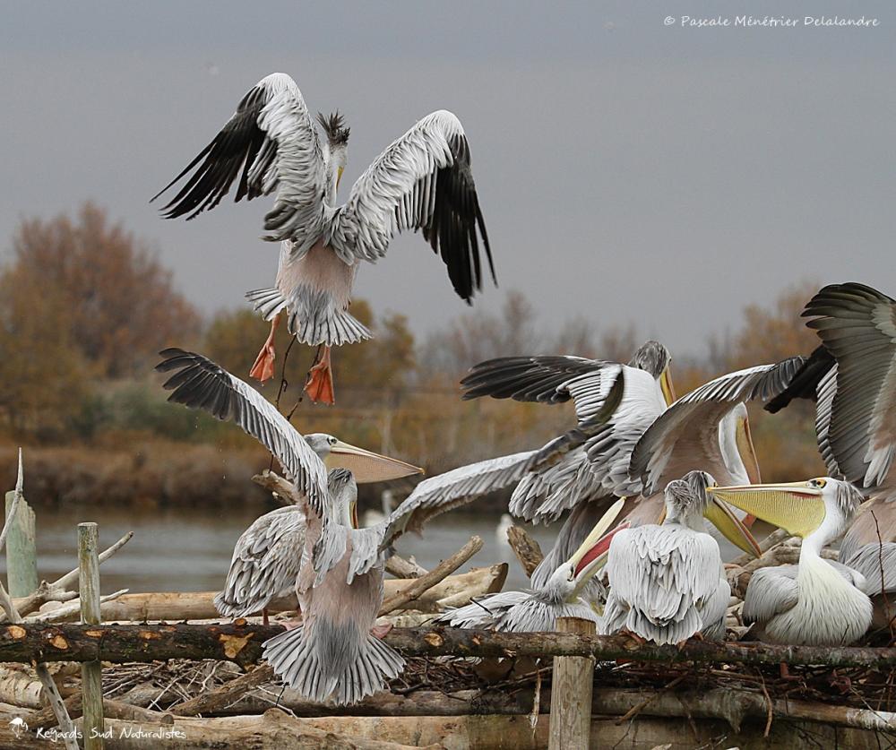 Pélican gris (ou Pélican à dos rosé)