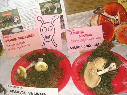 L'exposition mycologique à Châtillon sur Seine