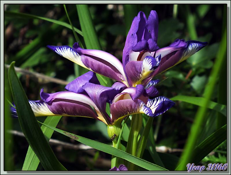 Iris à feuilles de graminée (Iris graminea) - Latoue - 31  (Flore)