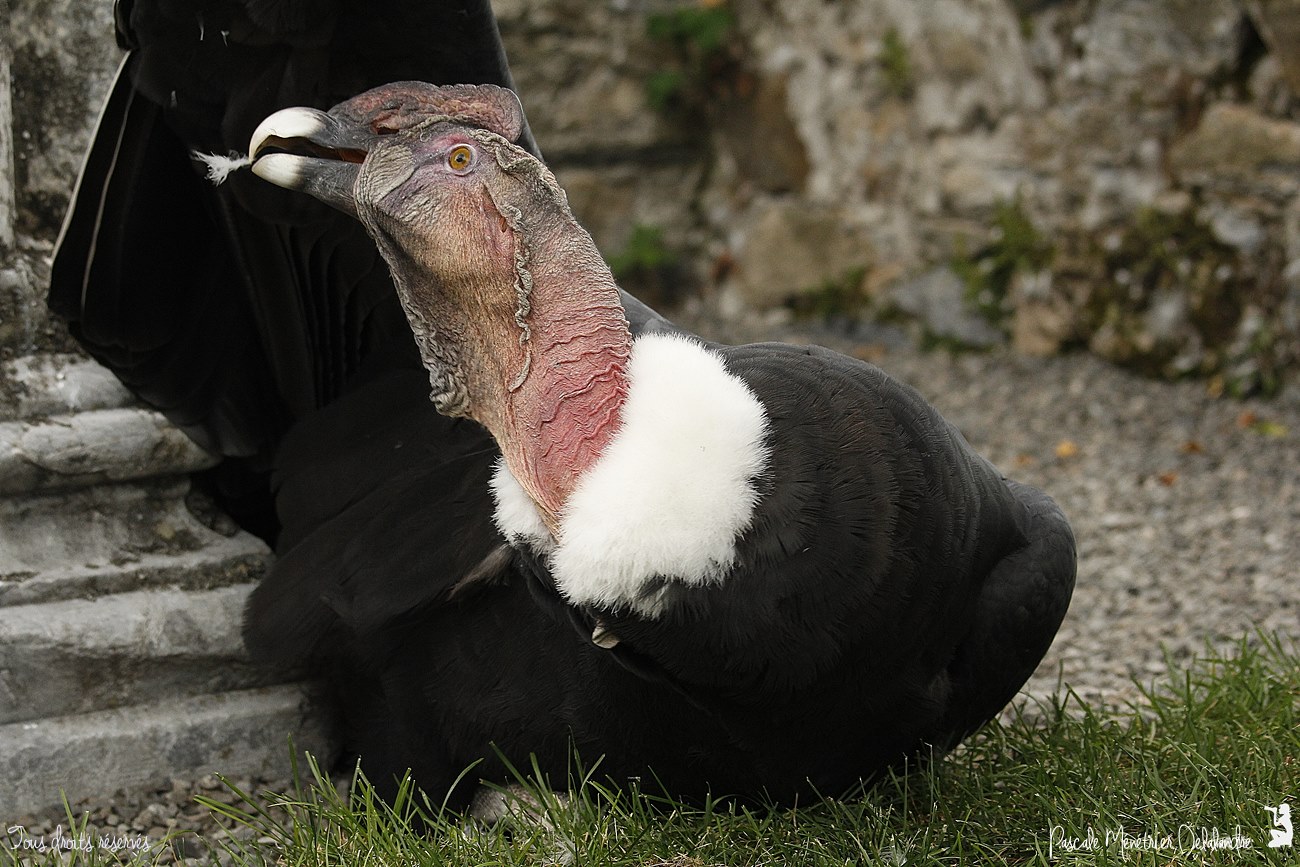 Condor des Andes ♂