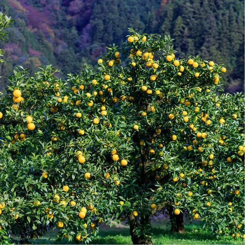 Arbre fruitier  ; Citronnier