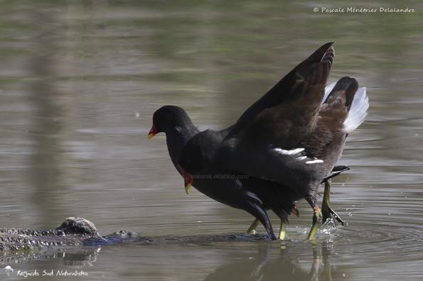 Accouplement de Gallinules poules-d'eau