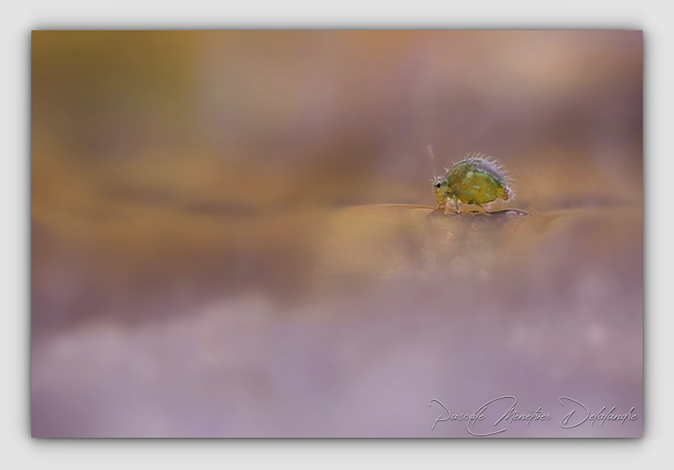 l'univers de la micro-photographie