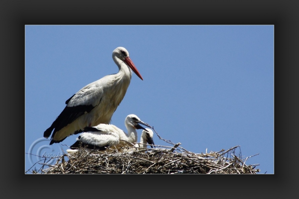 Essais d'ailes...