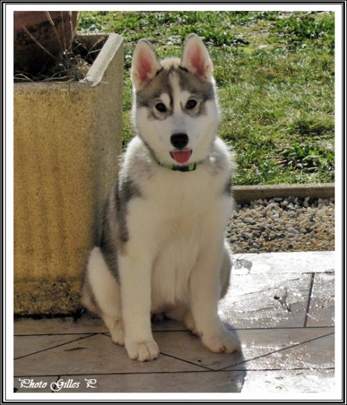 Iska (3,5 mois)