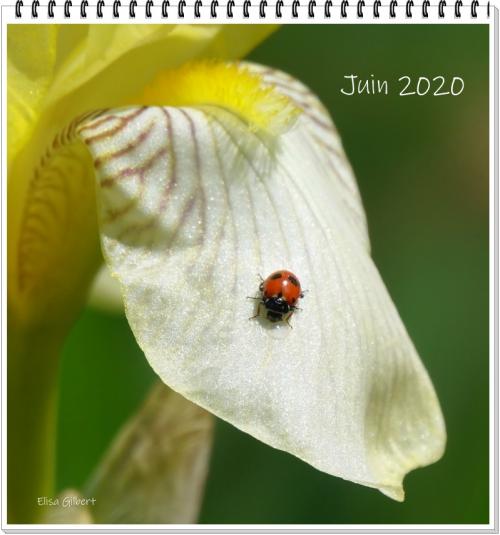 Juin 2020