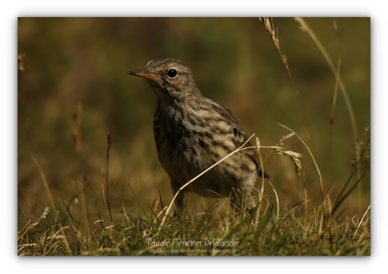 Pipit farlouse