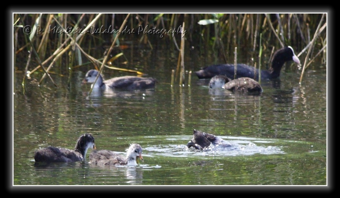Famille de foulques macroules...