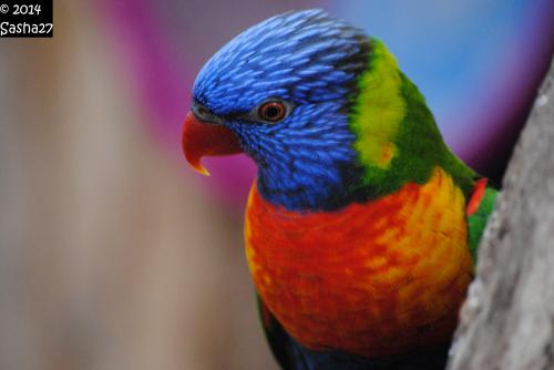 Loriquet Arc-en-Ciel.