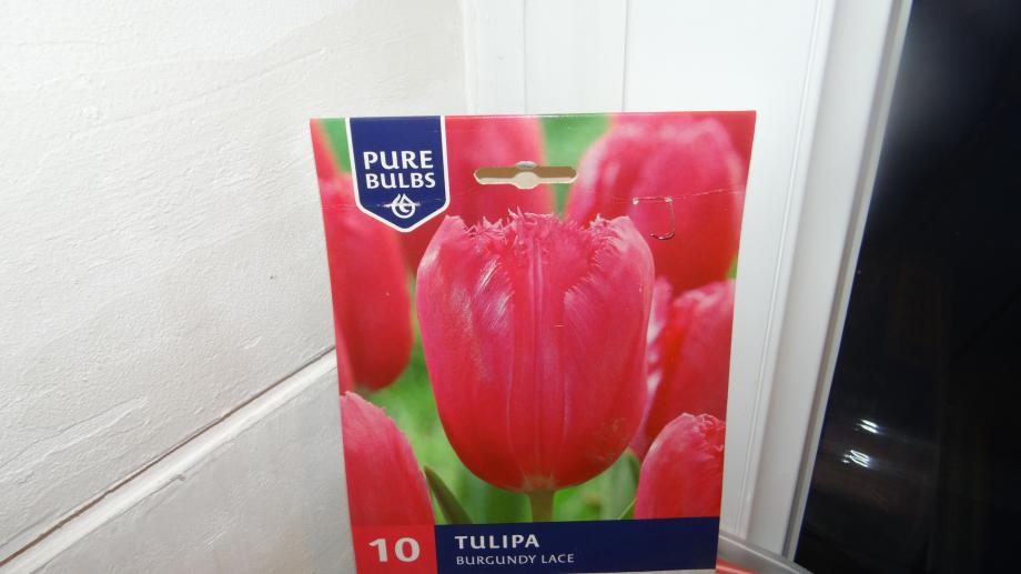 Tulipe Burgundy Lace, Nouvelle Venue Dans Notre Jardin