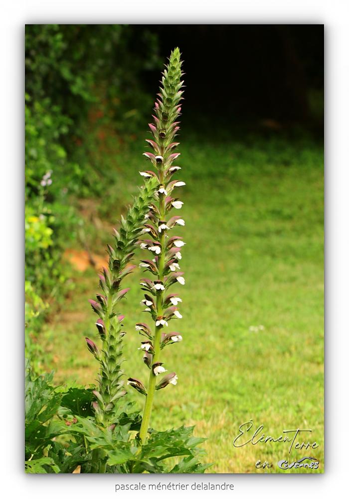 Acanthe mollis