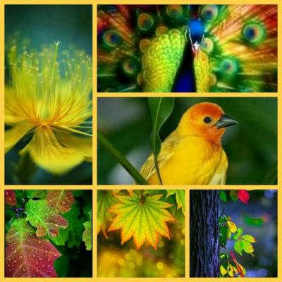 collages animaux