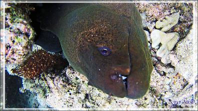 La murène de Java "gueule cassée" - Snorkeling à Thudufushi - Atoll d'Ari - Maldives