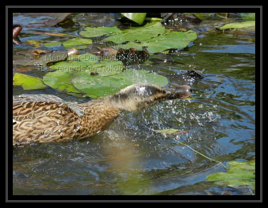 Nosh m'a offert un moment de jeux d'eau...