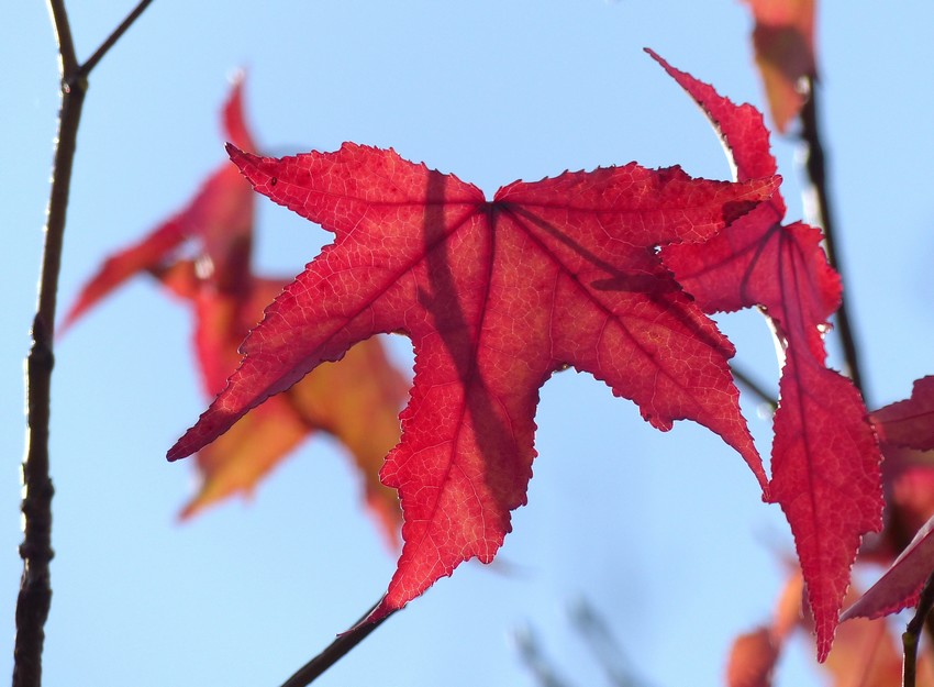 HAAAAAAA ... lloween ! 