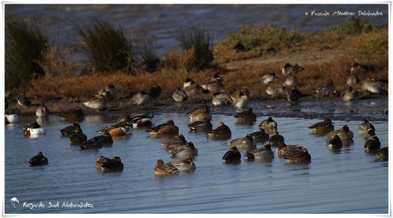 Canards souchet et Sarcelles d'hiver
