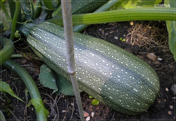 19 octobre 2011 Le jardin insolite photo 7