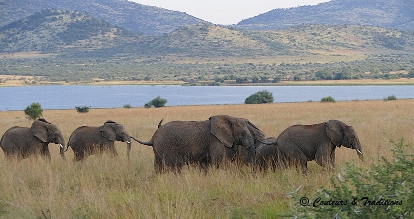 La horde d'éléphants - Couleurs & Traditions
