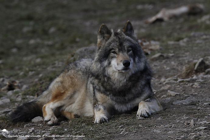 Loups de Sibérie (Canis lupus albus)