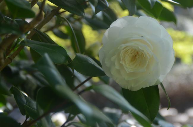 Promenade avec Arlette au Jardin Albert Kahn