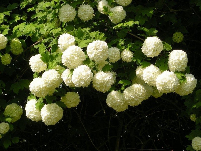 "Boules de neige" ...