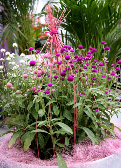 Fleurs cultivées : Gomphrena