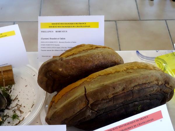 L'exposition de champignons présentée à la fin du Congrès National de Mycologie 2014 à Châtillon sur Seine