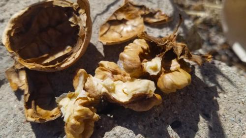 L'hospitalité des cheminées de fée