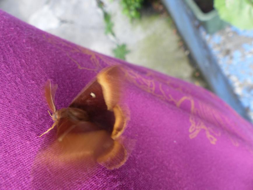 Le Bombyx du chêne