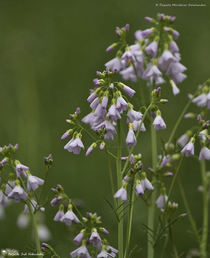 Cardamine des prés