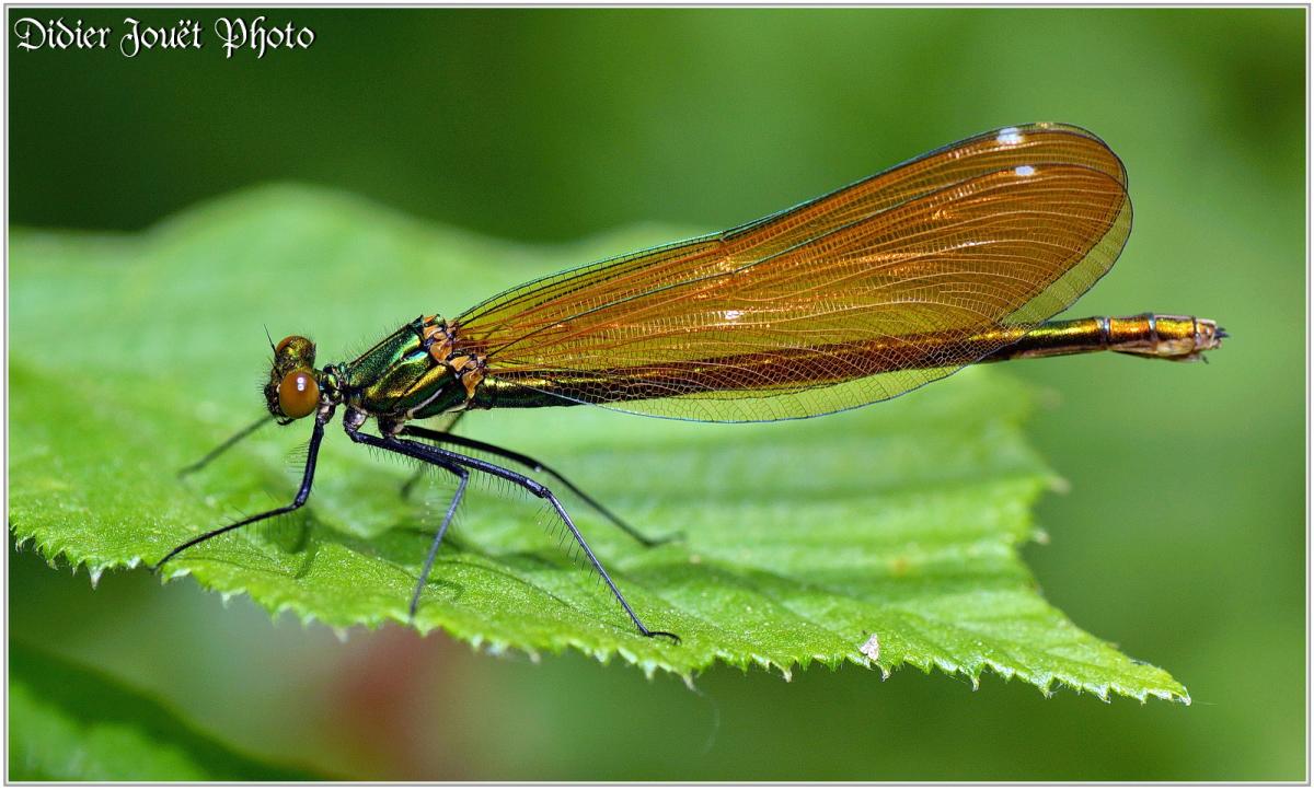 Caloptéryx Vierge (13) - Calopteryx virgo / Femelle