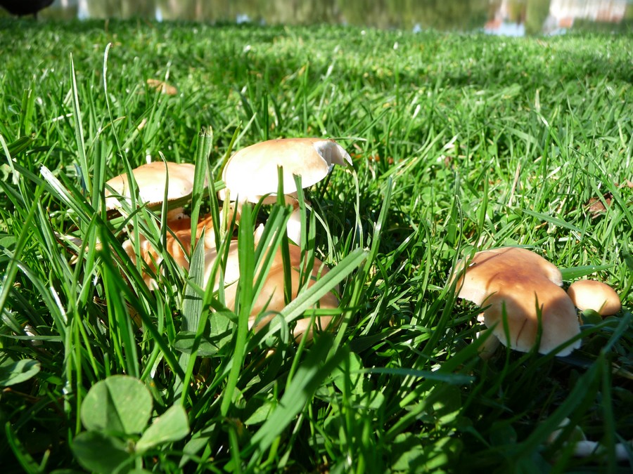 Sur le chemin du halage à Amiens