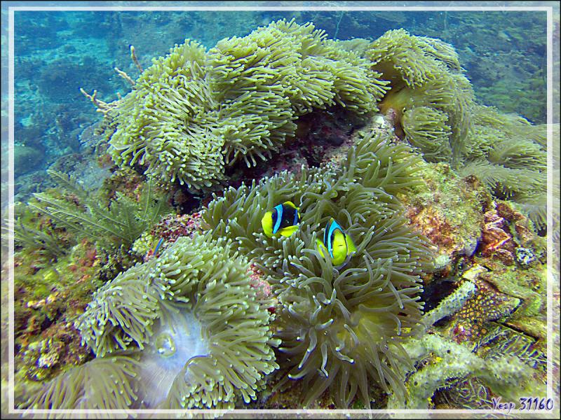 Poisson-clown de Clark, Yellowtail clownfish, Clark's anemonefish (Amphiprion clarkii) - Nosy Tsarabanjina - Archipel des Mitsio - Madagascar