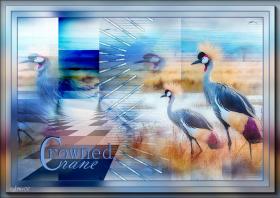 Crowned Crane - Grue couronnée