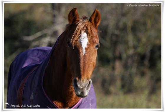 Chevaux de selle Français
