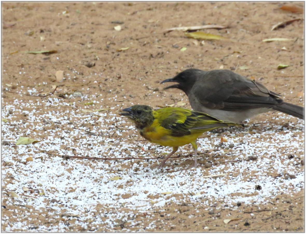 LES OISEAUX DU SENEGAL No 2