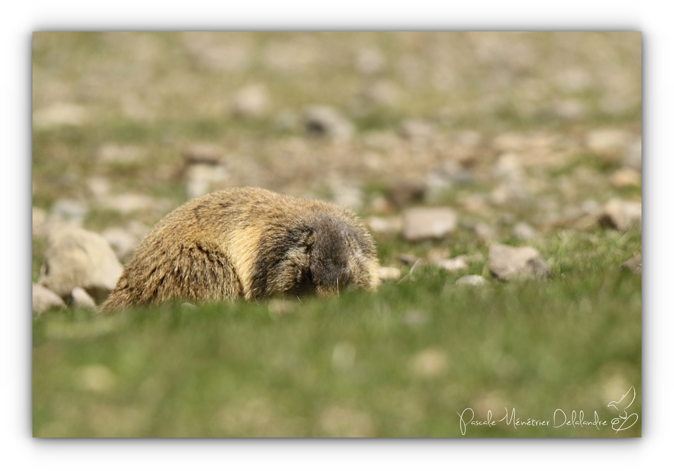 Marmottes