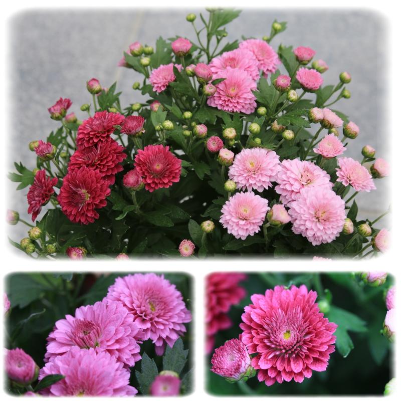 Famiflora