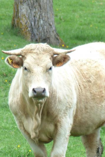 Ah les vaches !