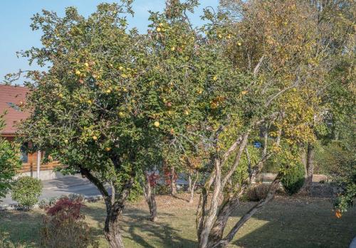 Arbre fruitier : Cognassier
