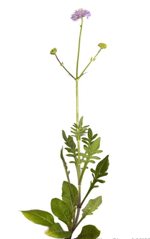Fleurs cultivées : Scabieuse