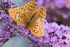 Canal Nantes Brest 042