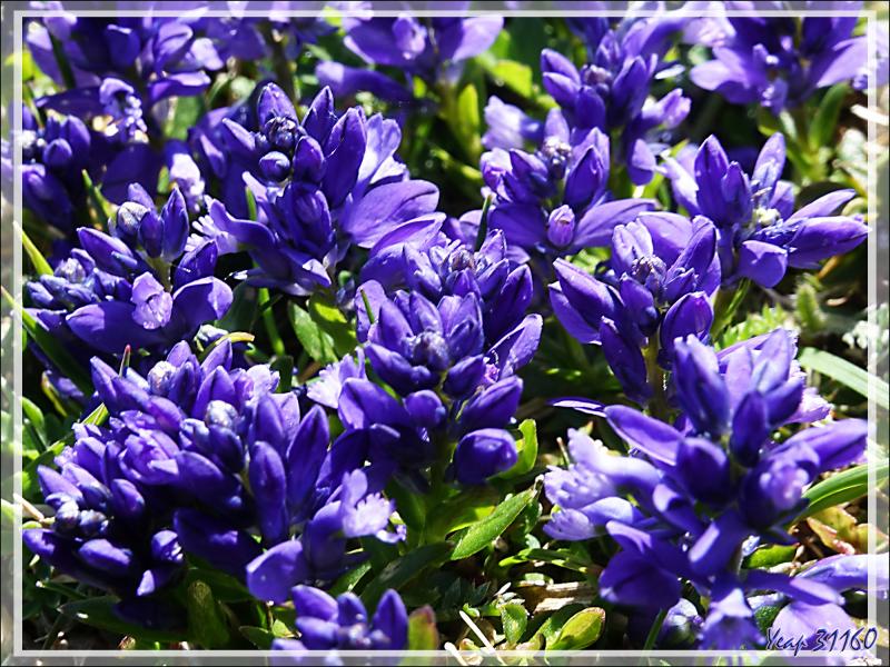 Polygale du calcaire (Polygala calcarea) - Col de Consires - Couledoux - 31
